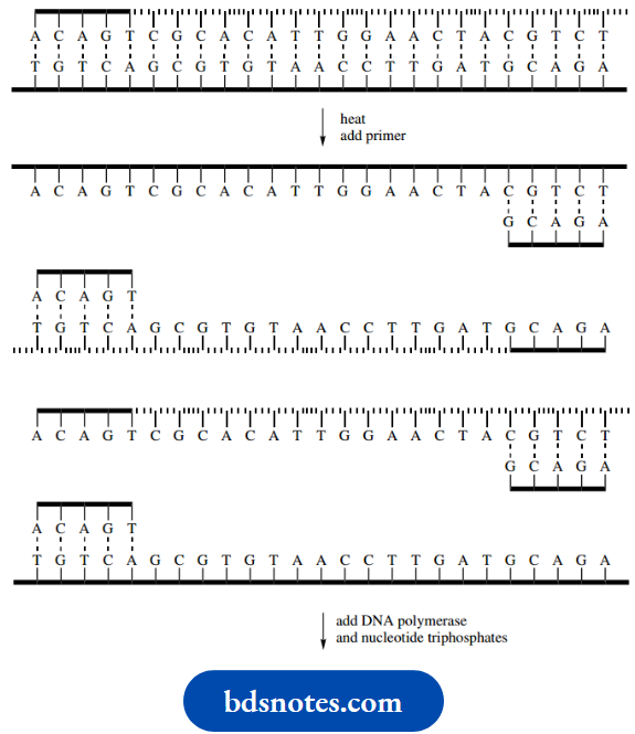 Nucleosides Nucleotides And Nucleic Acids Representation Of DNA Amplification Via The PCR..