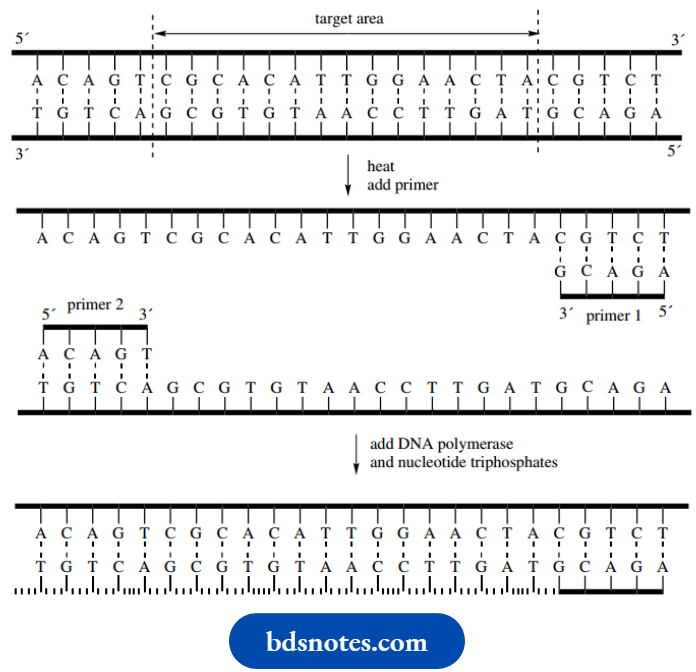 Nucleosides Nucleotides And Nucleic Acids Representation Of DNA Amplification Via The PCR