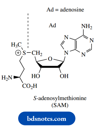 Nucleosides Nucleotides And Nucleic S Adenosylmethionine