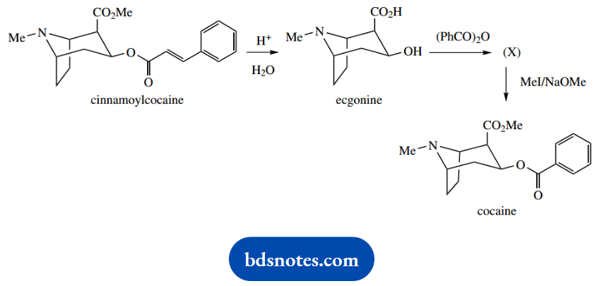 Organic Chemistry Of Pharmacy Questions And Answers Alkaloid Diester Cinnamoylcocaine