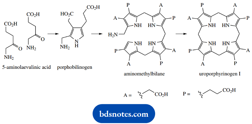 Organic Chemistry Of Pharmacy Questions And Answers Porphyrin Biosynthesis Porphobilinogen
