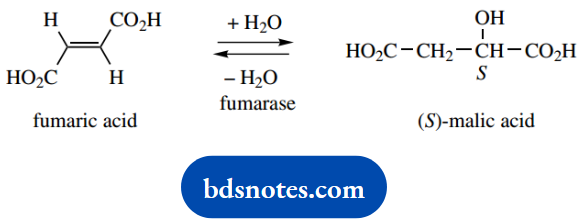 Organic Chemistry Of Pharmacy Questions And Answers Transaddition Of Water To Fumaric Acid Giving Malic Acid Transelimination Of Water From Malic Acid