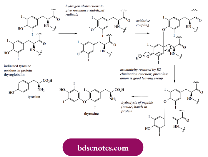 Radical Reactions Phenolic Oxidative Coupling The Biosynthesis Of Thyroxine