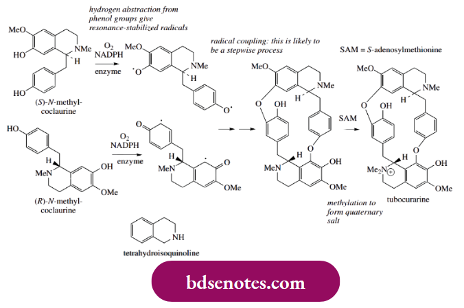 Radical Reactions Phenolic Oxidative Coupling The Biosynthesis Of Tubocurarine And Morphine