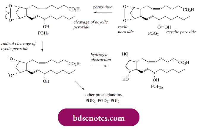 Radical Reactions The Allylic Methylene Group Flanked By Two Double Bonds