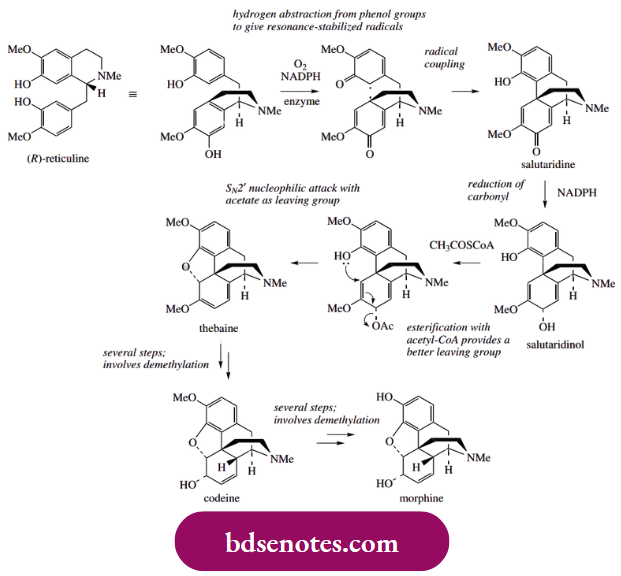 Radical Reactions The Principal Opium Alkaloids Morphine