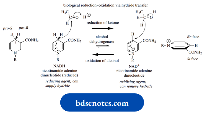 Stereochemistry NADH Delivers Hydride From A Prochiral Centre