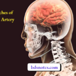 Branches of Facial Artery