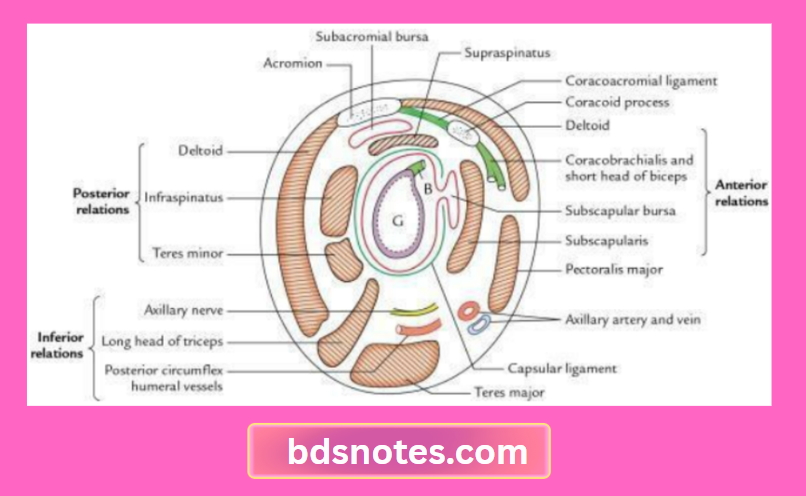 Coracoacromial Ligament Coracoid Process Shoulder