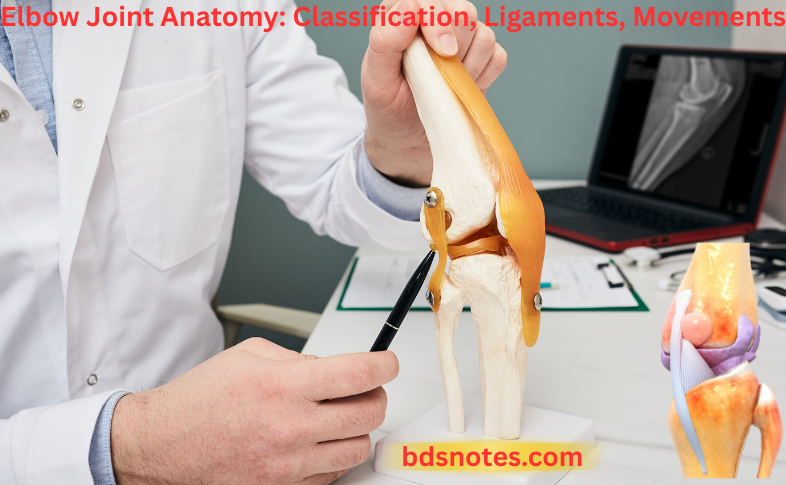ELBOW JOINT ANATOMY LIGAMENTS MOVEMENTS BLOOD SUPPLY visual data 4