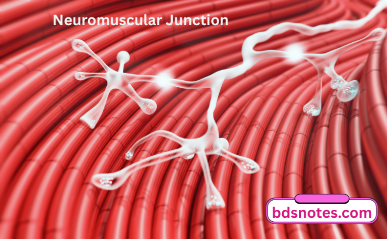 Neuromuscular junction - BDS Notes