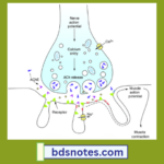 Receptor-Activation-Neuromuscular-Junction