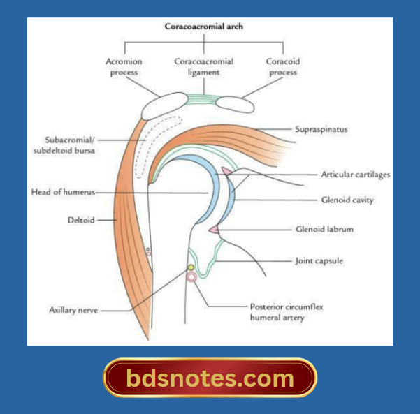 Rotator Cuff Impingement View