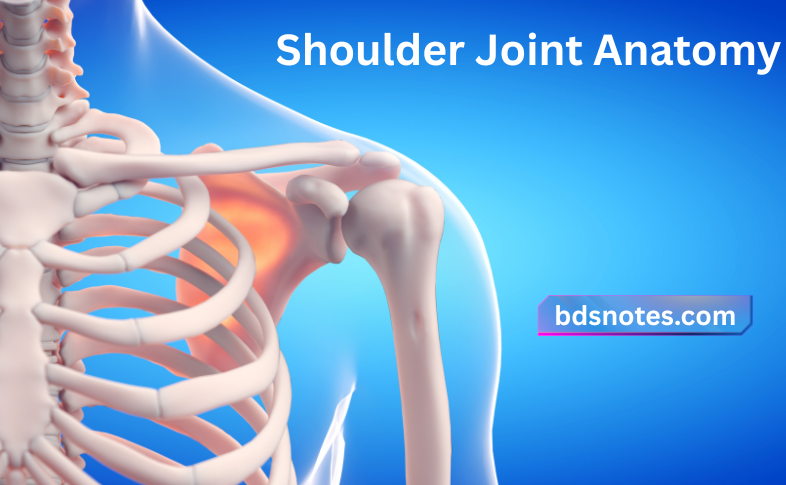Shoulder Joint Anatomy