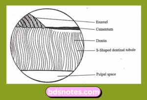 Microscopic Structures Of Dentin Bds Notes