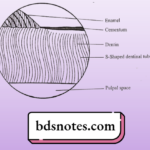 Tooth-Dentin-Dentinal-Tubules-Diagram