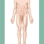 Anatomical position Significance