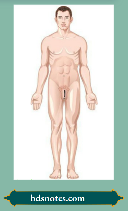 Anatomical position Significance