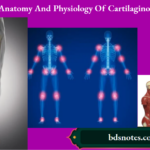 Anatomy And Physiology Of Cartilaginous Joints