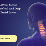 Cervical Fascias Superficial And Deep Fascial Layers