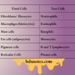 Connective Tissue Cells Types Diagram