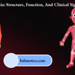 Deep Fascia Structure Function And Clinical Significance