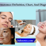 Dermatomes Definition Chart And Diagram