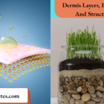 Dermis Layers, Function And Structure