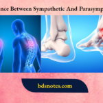 Difference Between Sympathetic And Parasympathetic