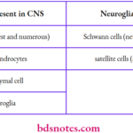 Different Types of Neuroglia Present in CNS and PNS