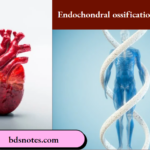 Endochondral ossification Anatomy