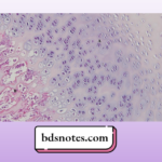 Fibrocartilage Histology Diagram