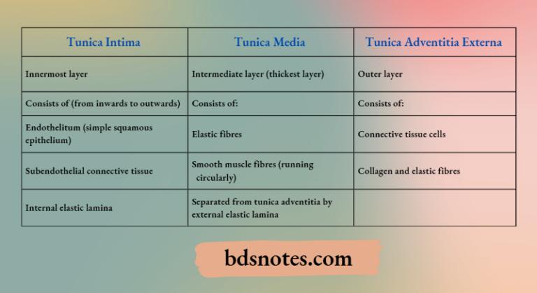 ARTERIES FUNCTION ANATOMY AND TYPES visual data 3