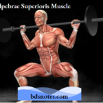 Levator Palpebrae Superioris Muscle