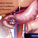 Lymphatic System Function, Conditions And Disorders
