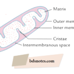 Mitochondria Structure Diagram