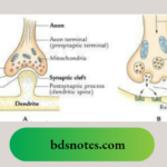Nervous system Synapse