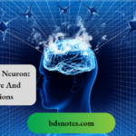 Parts Of A Neuron Structure And Functions