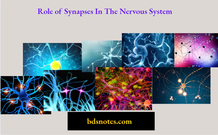 Role of Synapses In The Nervous System