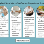Seddon Sunderland Nerve Injury Guide