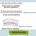 Simple Squamous Epithelium Microscopic