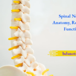 Spinal Nerves Anatomy Roots And Function