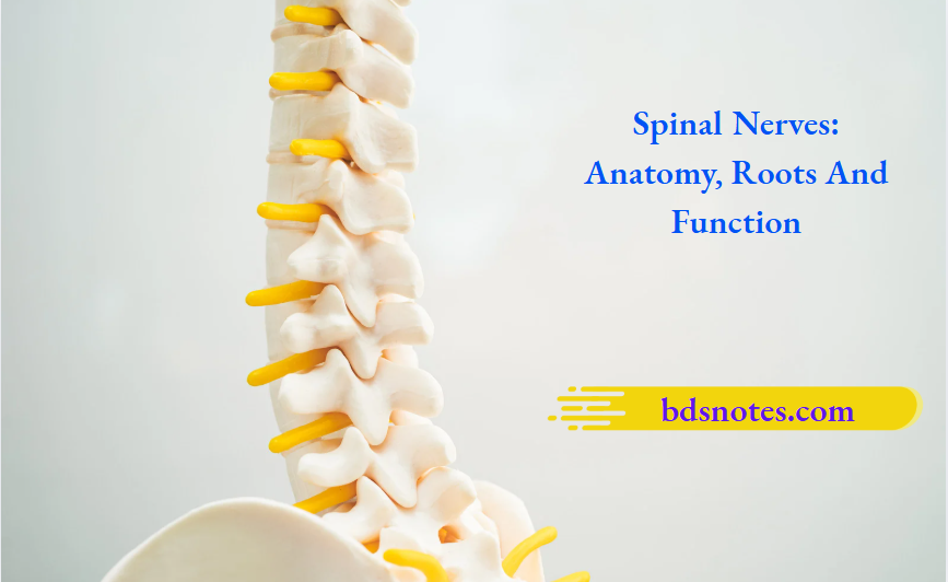 Spinal Nerves Anatomy Roots And Function