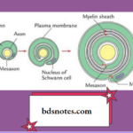 Stages in the formation of myelin sheath around a peripheral nerve fibre