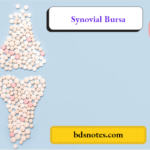 Synovial Bursa
