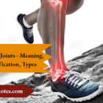 Synovial Joints - Meaning, Classification, Types