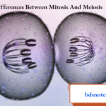 The Differences Between Mitosis And Meiosis