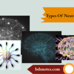 Types Of Neurons