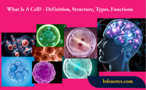What Is A Cell? - Definition, Structure, Types, Functions - BDS Notes