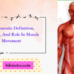 Aponeurosis Definition, Function, And Role In Muscle Movement